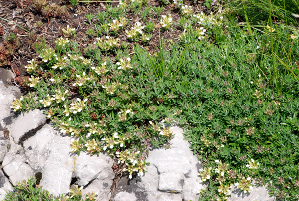 Teucrium montanum / Camedrio montano