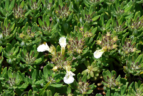 Teucrium montanum / Camedrio montano