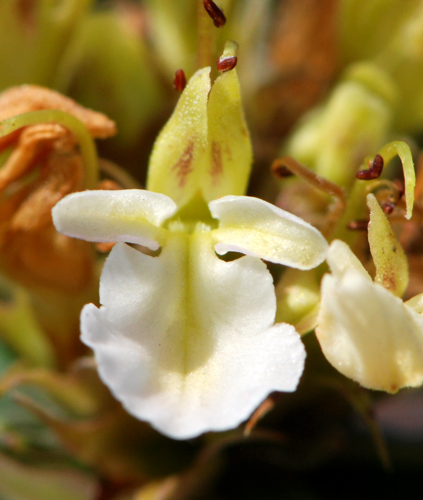 Teucrium montanum / Camedrio montano