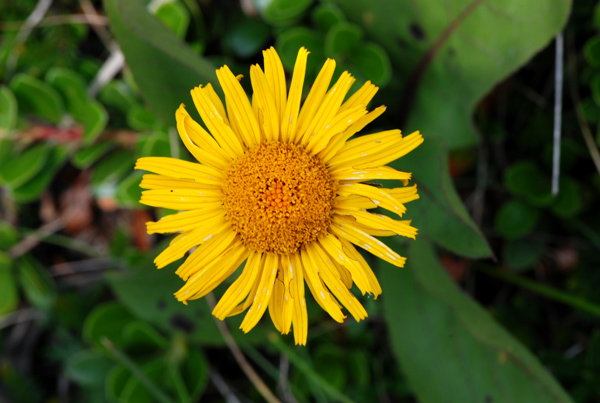 Xerolekia (=Telekia) speciosissima / Erba regina