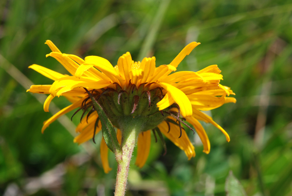 Xerolekia (=Telekia) speciosissima / Erba regina