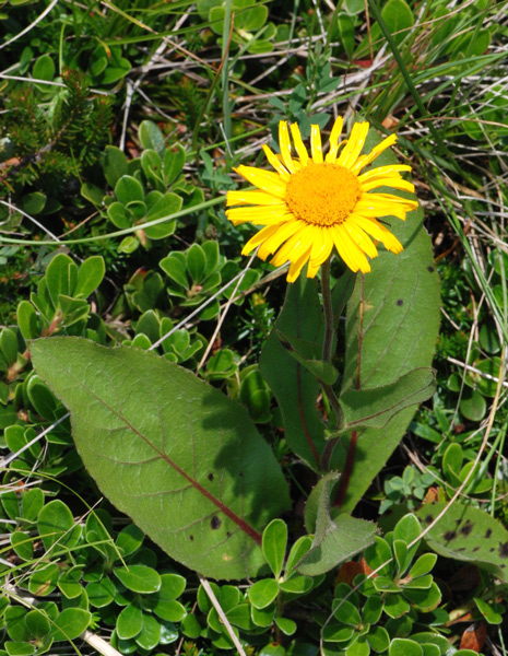 Xerolekia (=Telekia) speciosissima / Erba regina