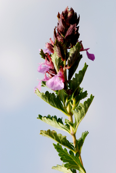 Teucrium chamaedrys / Camedrio comune, Querciola