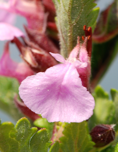 Teucrium chamaedrys / Camedrio comune, Querciola