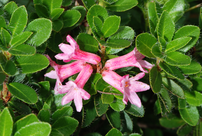 Rhododendron hirsutum / Rododendro irsuto