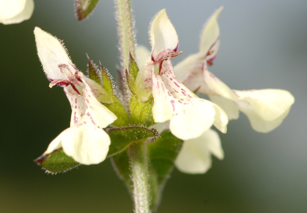 Stachys recta