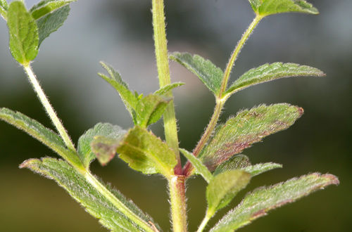 Stachys recta