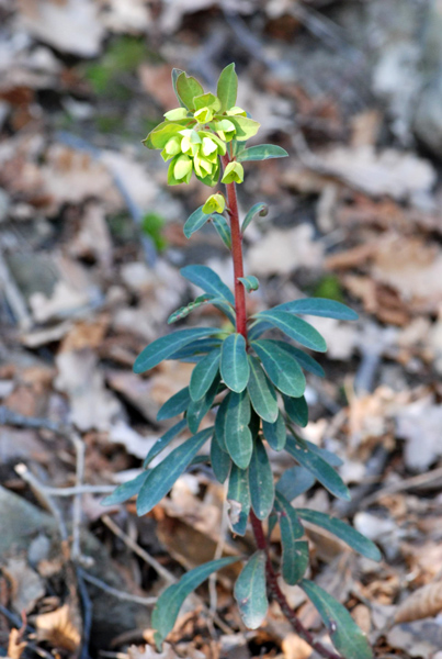 Euphorbia amygdaloides / Euforbia delle faggete