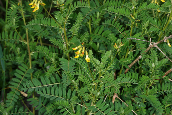 Astragalus penduliflorus / Astragalo a fiori pendenti