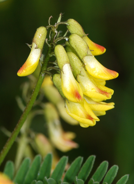 Astragalus penduliflorus / Astragalo a fiori pendenti