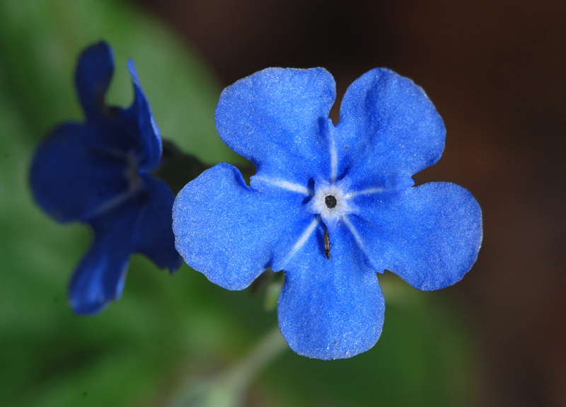 Omphalodes verna / Borrana