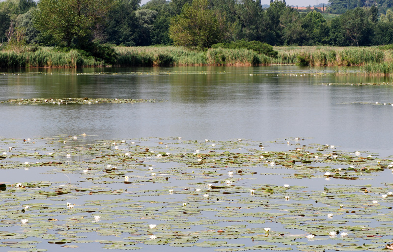 Nuphar lutea / Ninfea gialla