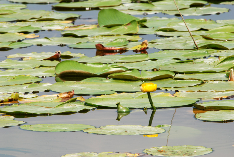 Nuphar lutea / Ninfea gialla