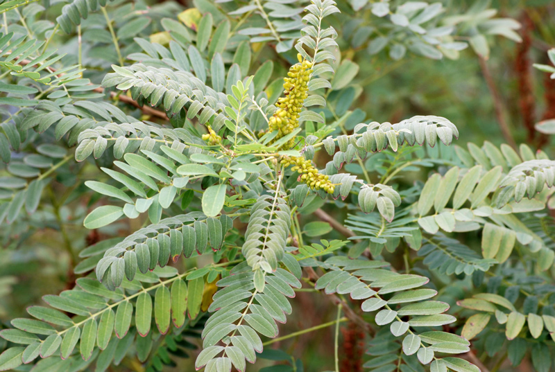 Amorpha fruticosa / Indaco bastardo (pianta coltivata)