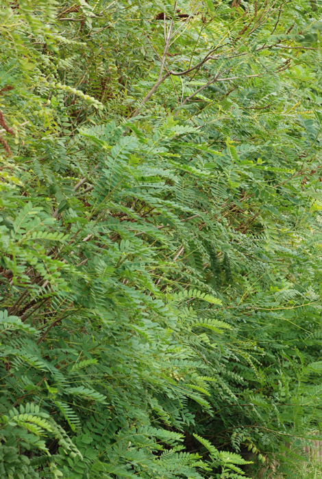 Amorpha fruticosa / Indaco bastardo (pianta coltivata)