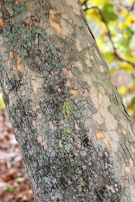 Platanus hispanica / Platano comune (pianta coltivata)