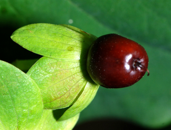 Hypericum androsaemum / Erba di S.Giovanni arbustiva