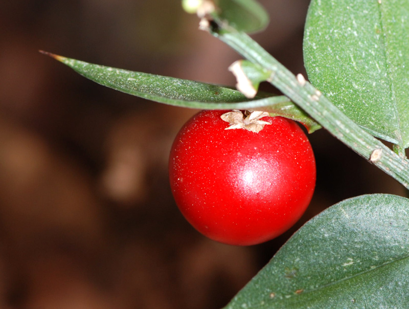 Ruscus aculeatus / Pungitopo