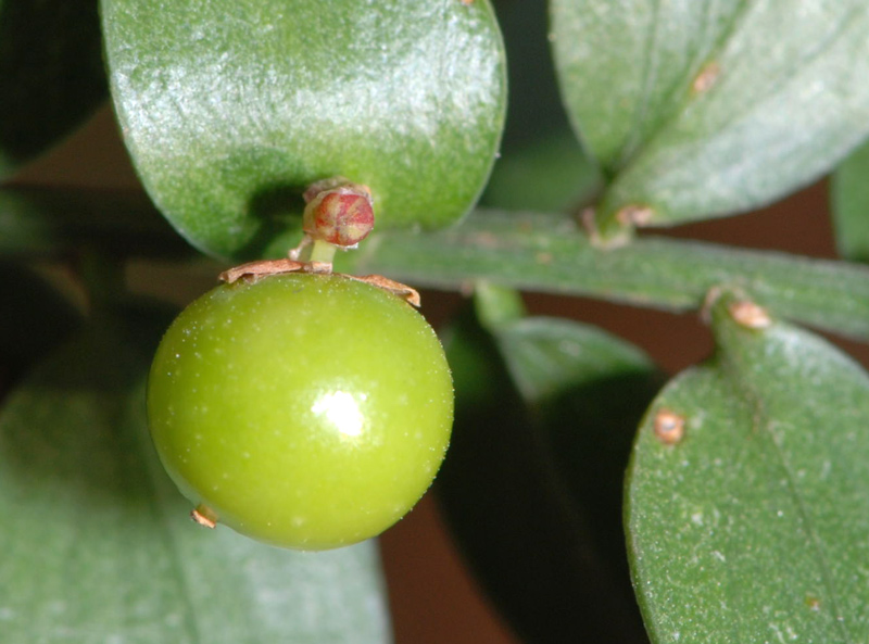 Ruscus aculeatus / Pungitopo