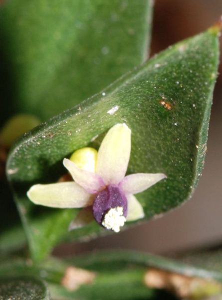 Ruscus aculeatus / Pungitopo