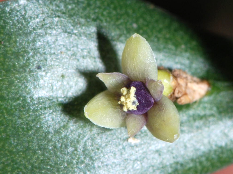 Ruscus aculeatus / Pungitopo