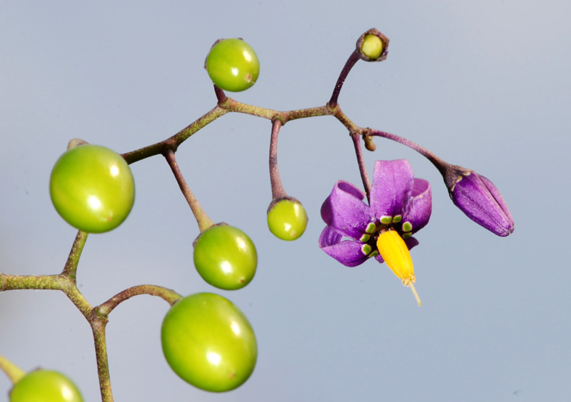 Solanum dulcamara / Morella rampicante