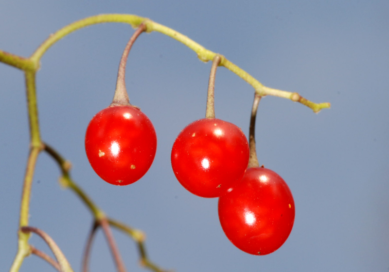 Solanum dulcamara / Morella rampicante