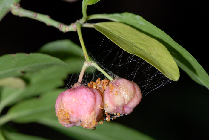 Euonymus europaeus / Fusaria comune, Berretto da prete