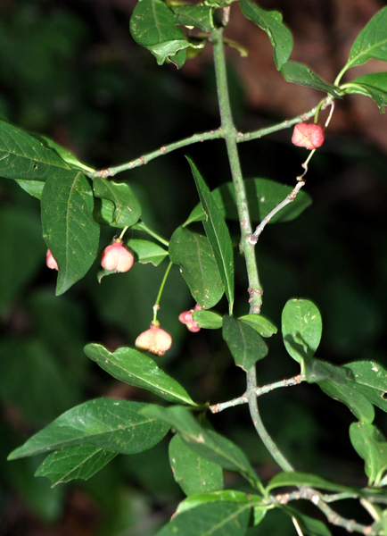 Euonymus europaeus / Fusaria comune, Berretto da prete