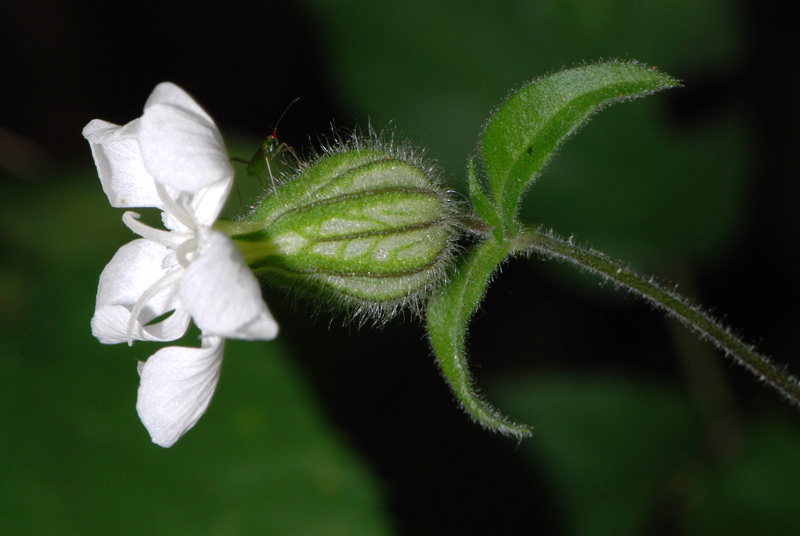 Silene latifolia ssp. alba