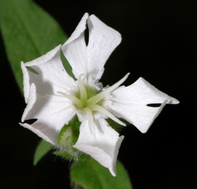 Silene latifolia ssp. alba