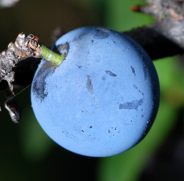 Prunus spinosa / Pruno selvatico, Prugnolo