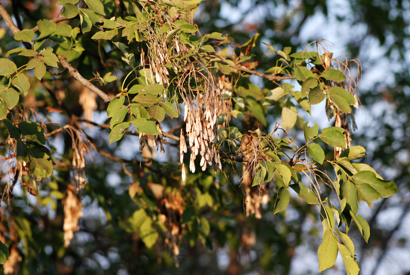 Fraxinus ornus / Orniello, Frassino da manna