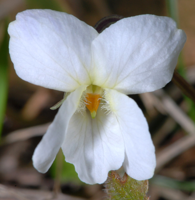 Viola alba  / Viola bianca