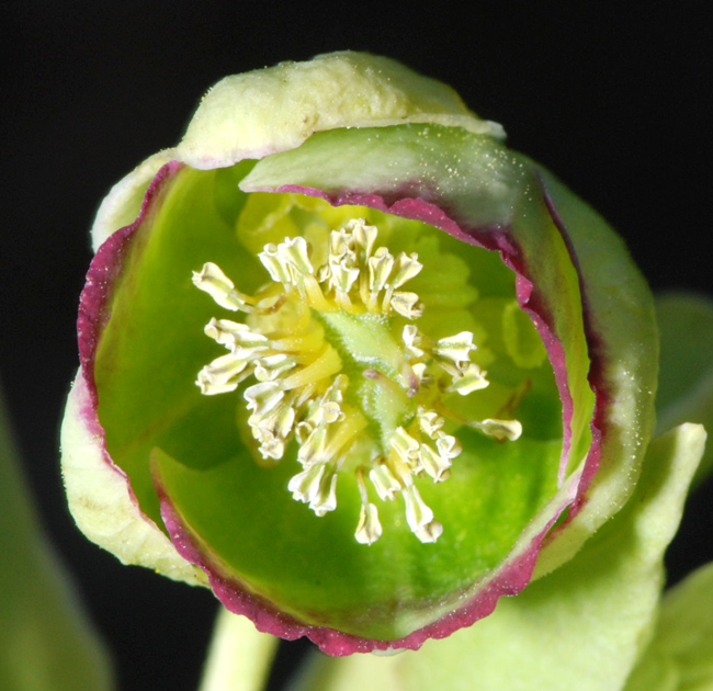 Helleborus foetidus / Elleboro puzzolente