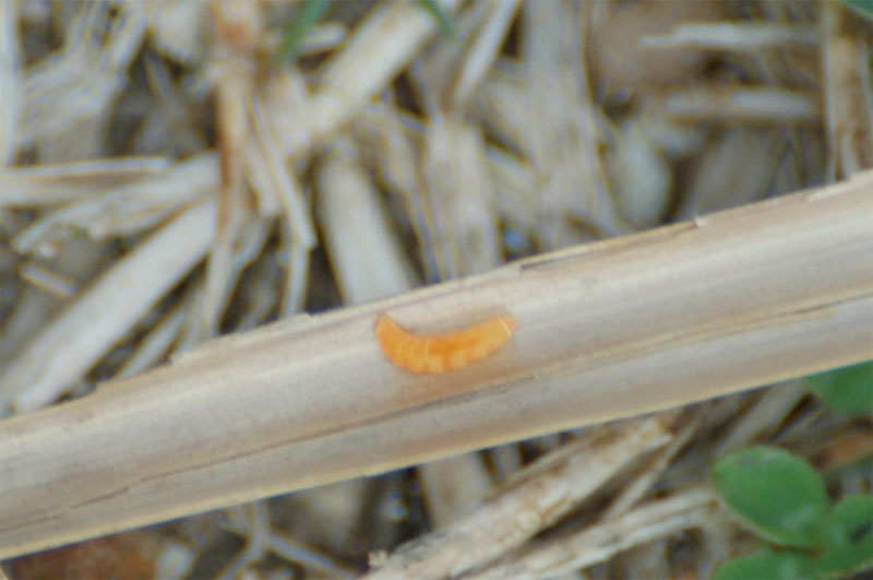 Larva su foglia al lago dell''Accesa (scherzi del 