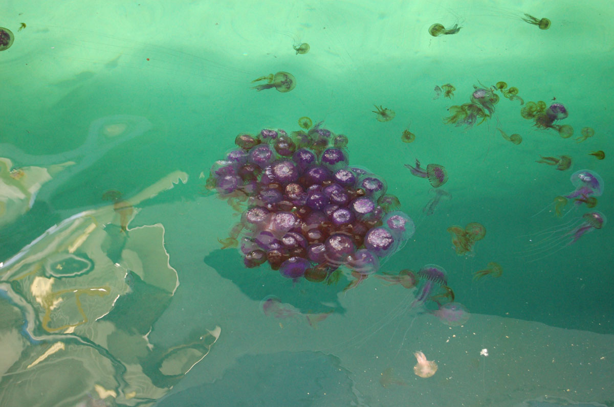 Cnidaria - Pelagia noctiluca (Forsskl, 1775)