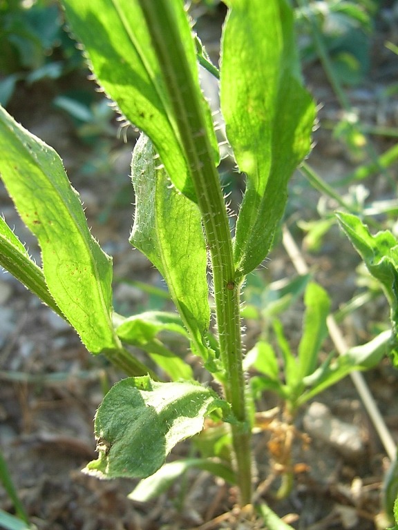 Erigeron annuus