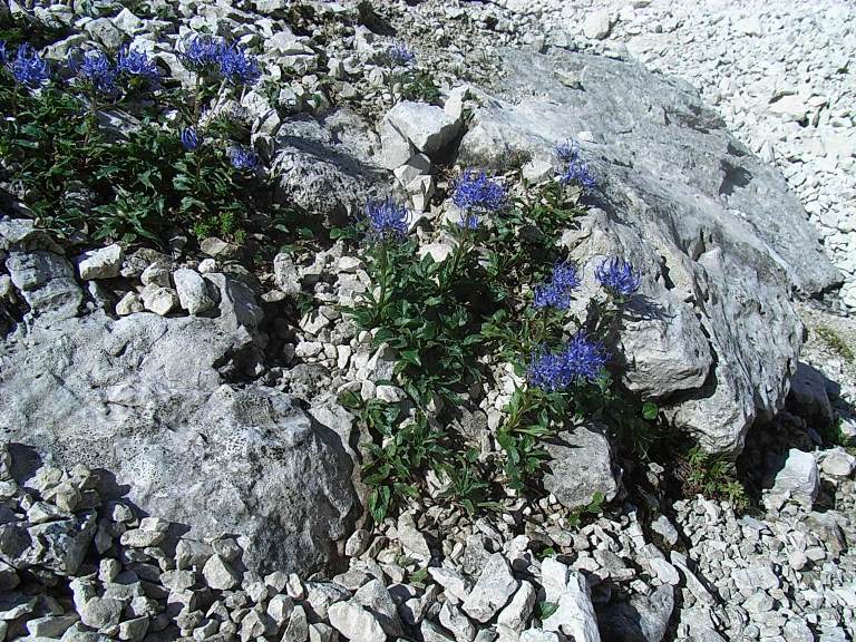 Phyteuma sieberi / Raponzolo di Sieber