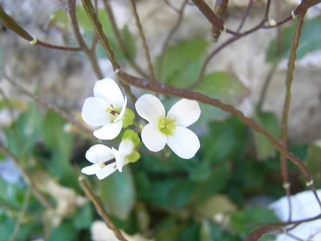 Arabis alpina