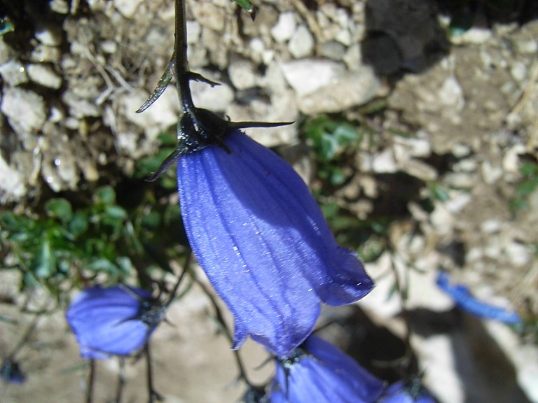 Campanula scheuchzeri