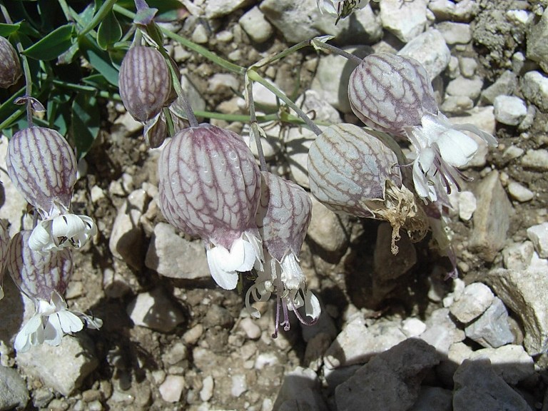 Silene vulgaris