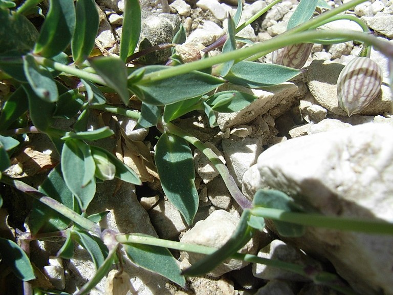 Silene vulgaris