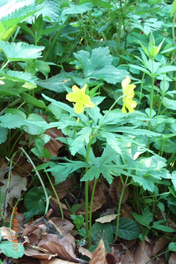Anemone ranunculoides / Anemone gialla