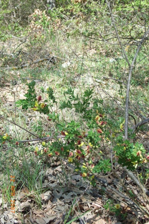 Chamaecytisus hirsutus