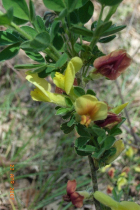 Chamaecytisus hirsutus