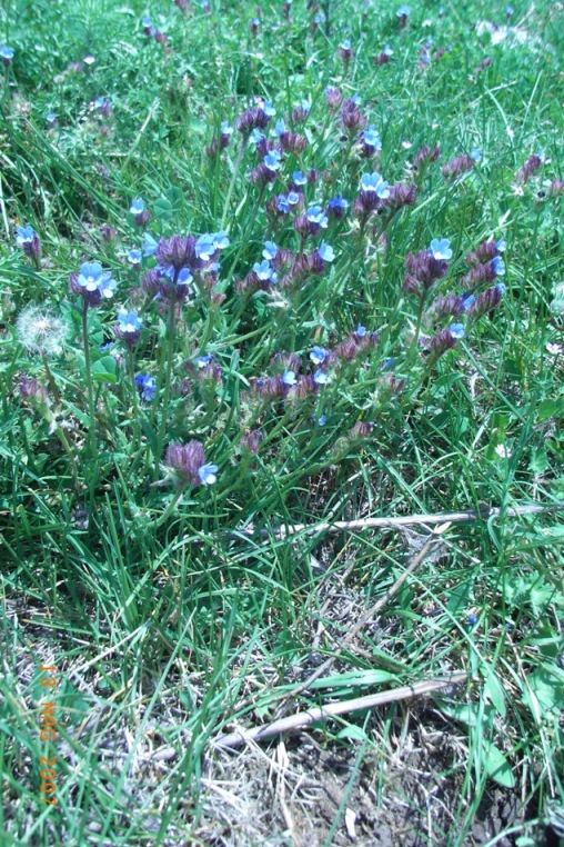 Anchusella cretica (=Anchusa cretica)