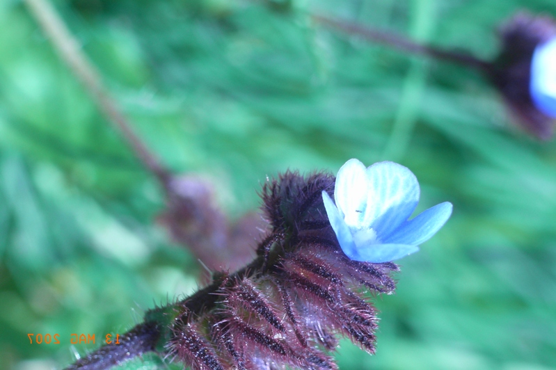 Anchusella cretica (=Anchusa cretica)