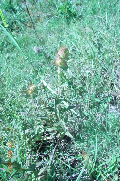 Bartsia? - no, Rhinanthus sp.