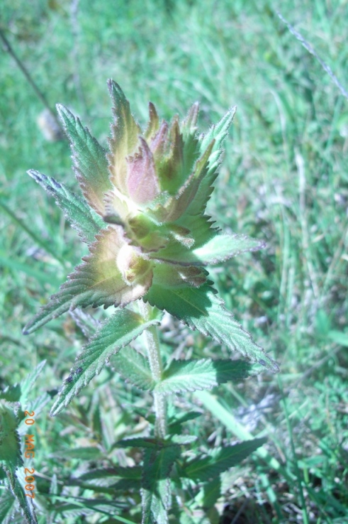 Bartsia? - no, Rhinanthus sp.